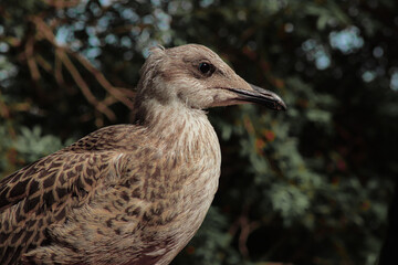 Young larus michahellis in the forest 