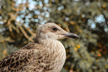 Young larus michahellis in the forest 