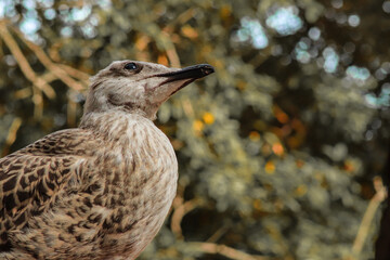 Young larus michahellis on a rock
