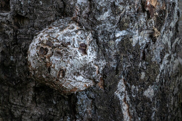 tree growth tuber of birch, old white bark, close up