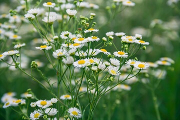 White daisies in the meadow. White flowers. Field plants. Photo of nature.	