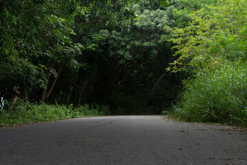 Curved paths of asphalt road. Surrounded by green grass trees. Shady paths full of natural scenery in the provinces.