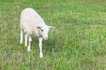 Obraz na płótnie Canvas young white lamb walks on the field, grazing in the meadow