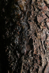 sap on dry tree bark