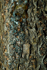 sap on dry tree bark