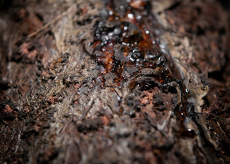 sap on dry tree bark