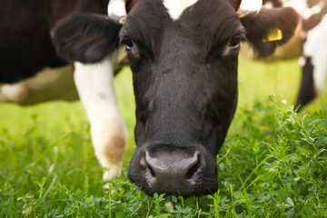 The head of a black cow that eats clover on a green meadow, close-up.
