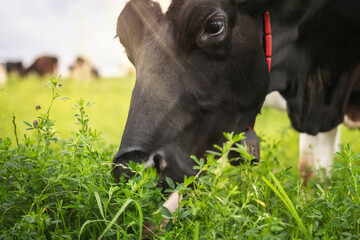 The head of a black cow that eats clover on a green meadow, close-up.