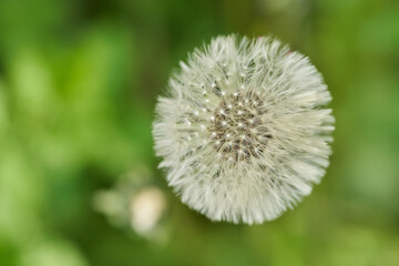 A dandelion flower head selective focus