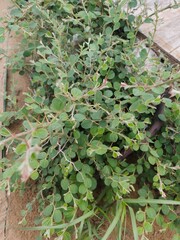 Green plant in desert area 