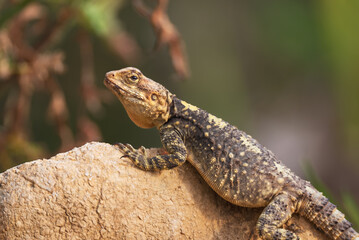 Naklejka na ściany i meble Close-up of the Agama lizard in wild nature