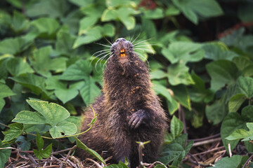 Fototapety na wymiar - Fototapeta24.pl