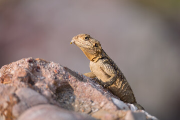 Close-up of the Agama lizard in wild nature