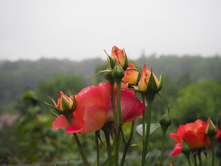 red poppy flowers