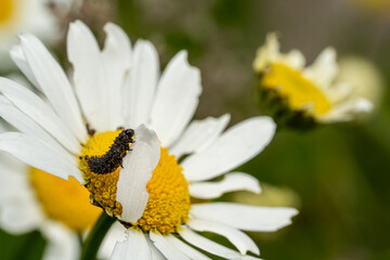 Obraz premium Black caterpillar eating white leaf of camomile leafs