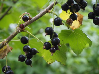 black currant berries