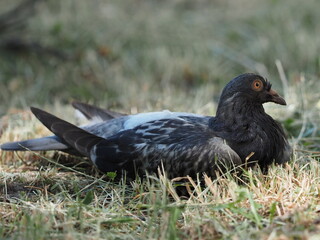 blackbird