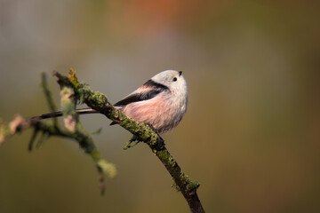 Single cute long-tailed tit bird sitting on the branch