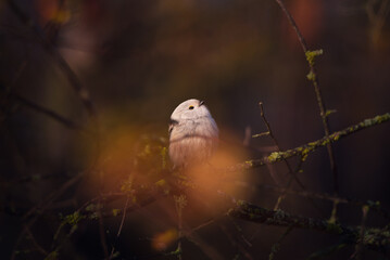 Single cute long-tailed tit bird sitting on the branch