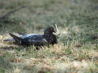 blackbird in the grass