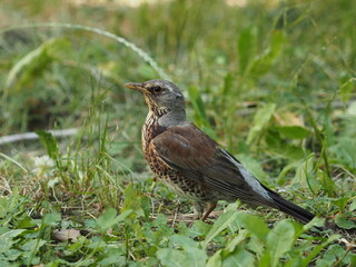 robin on a branch