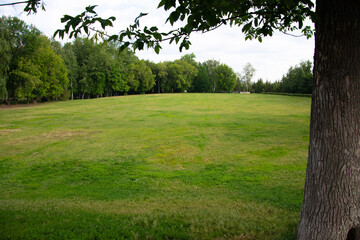 Green grass in the park, trees, summer. Pine tree in the foreground