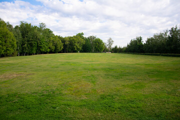 Fototapeta na wymiar Green grass in the park, trees, summer.