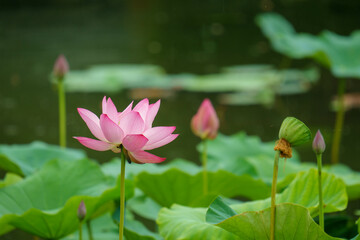 埼玉県行田市の古代蓮