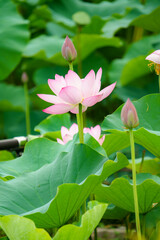 埼玉県行田市の古代蓮