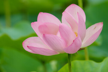 埼玉県行田市の古代蓮