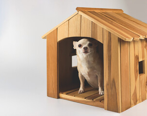 fat brown short hair chihuahua dog sitting  inside  wooden doghouse, looking at camera, isolated on...