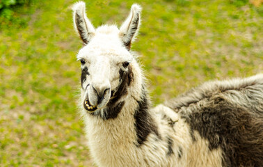 Obraz premium Lama portrait on green natural outdoor background. portrait of a llama.