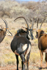 Sable Antelope bull, game farm, South Africa