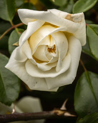 Rosa blanca