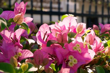 Pink bougainvillea by the black fence