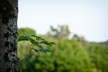 Spross an einem Baum