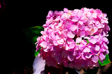 Pink hydrangea macrophylla, commonly referred to as bigleaf hydrangea, is one of the most popular landscape shrubs owing to its large mophead flowers.