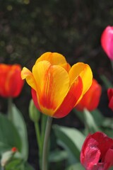 Fototapeta premium red and yellow tulips