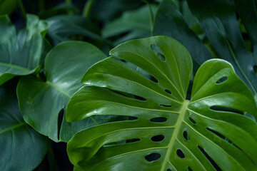 Monstera leaf background, Nature background