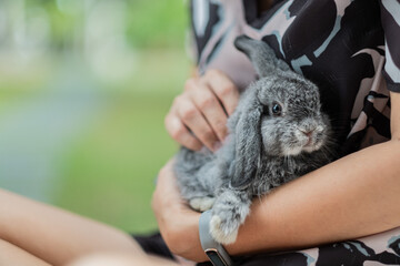 rabbit, bunny pet with blur background, animals
