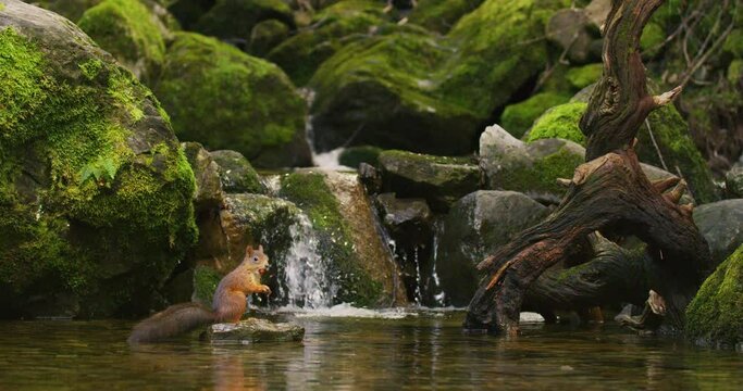 Red squirrel find a nut in the water below waterfall and jumping away