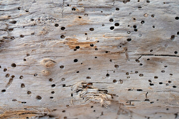Decayed piece of wood with worm holes