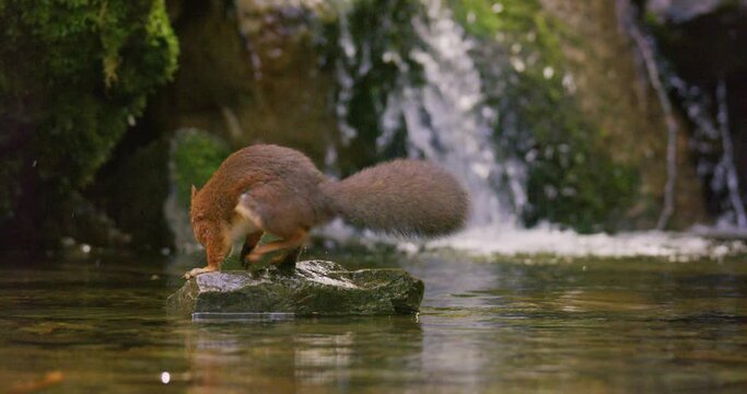 Red squirrel jump on a rock in the water and finds a nut below waterfall