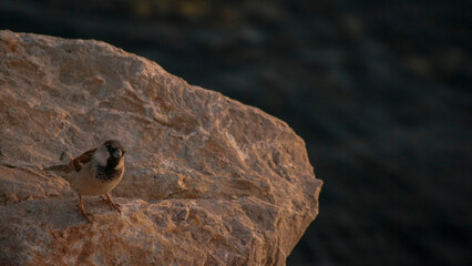 Sparrow, close-up photo, hot environment 
