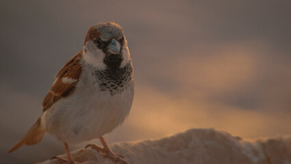 Sparrow, close-up photo, hot environment 