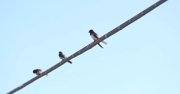 Swallow chicks above a tension wire
