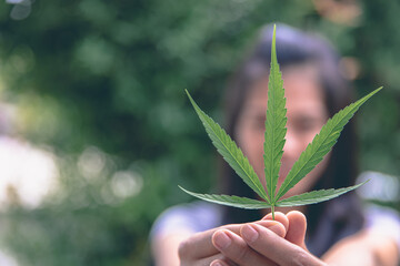 Hand Holds Up Cannabis Marijuana Leaf.   For Medical or Recreational Use