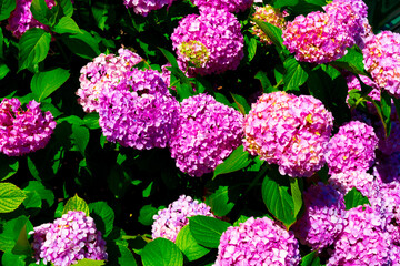 Pink hydrangea macrophylla, commonly referred to as bigleaf hydrangea, is one of the most popular landscape shrubs owing to its large mophead flowers.