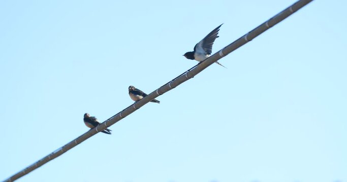 Swallow chicks above a tension wire