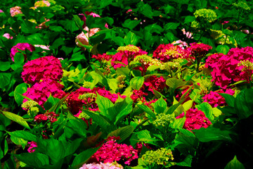 Red Hydrangea macrophylla, commonly referred to as bigleaf hydrangea, is one of the most popular landscape shrubs owing to its large mophead flowers.